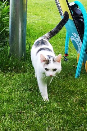 Katze, Innbsruck13/06/22