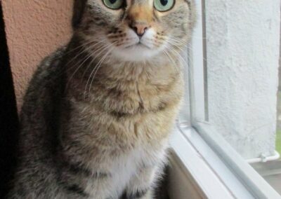 Fundkatze, Telfs13/06/22