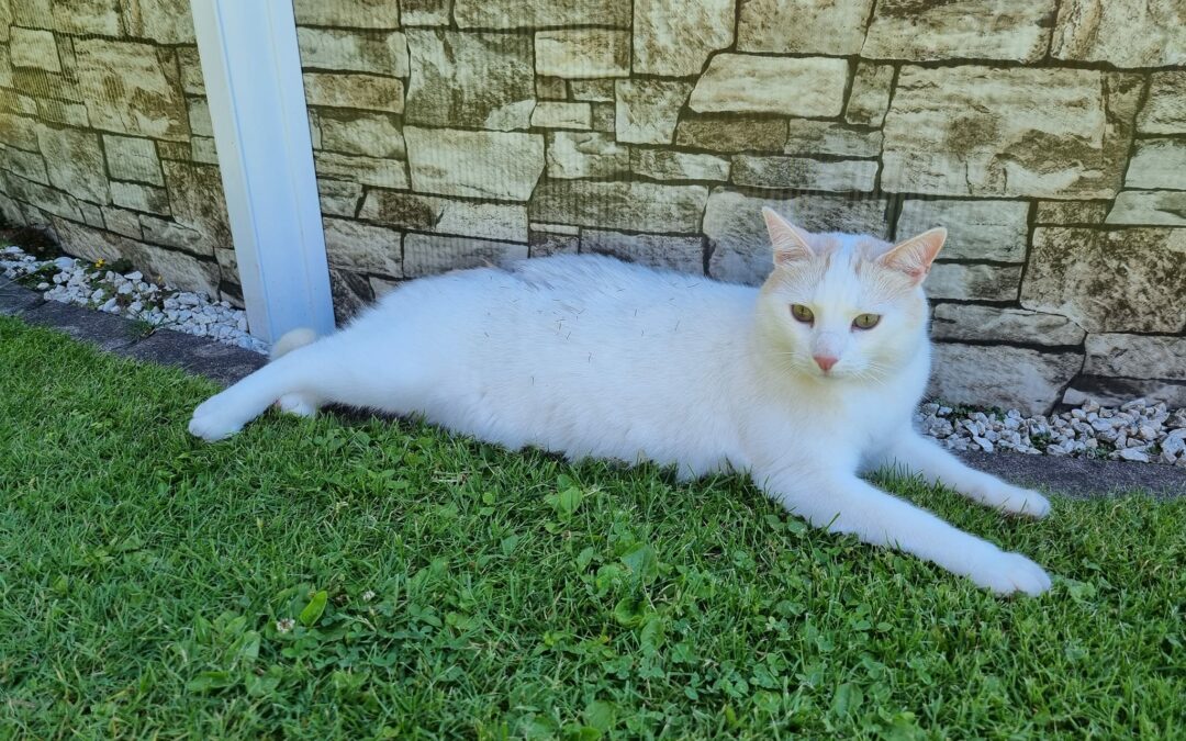 Katze zugelaufen, Schwoich27/06/22