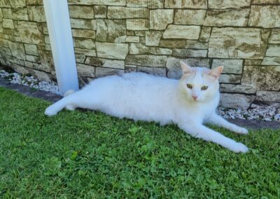 Katze zugelaufen, Schwoich27/06/22