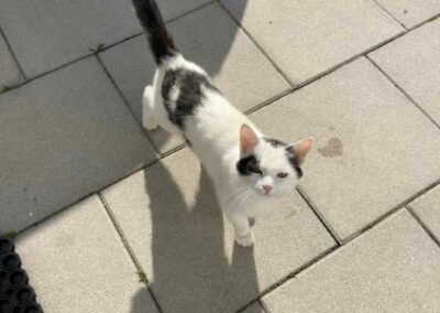 Fundkatze, Volders28/06/22