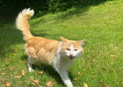 Fundkater, Kirchbichl20/06/22