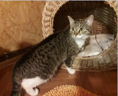 Fundkatzen, Kufstein27/06/22