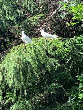 2 weiße Tauben, Landeck20/06/22