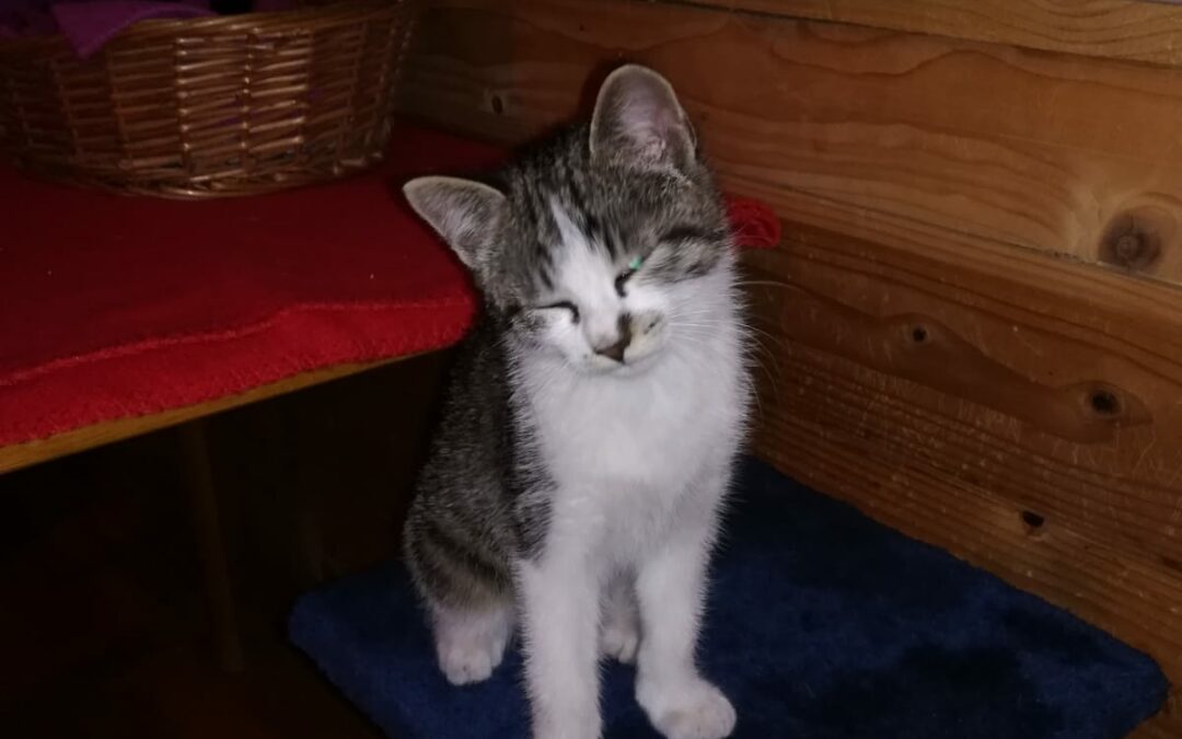 Kater, Angerberg13/07/22