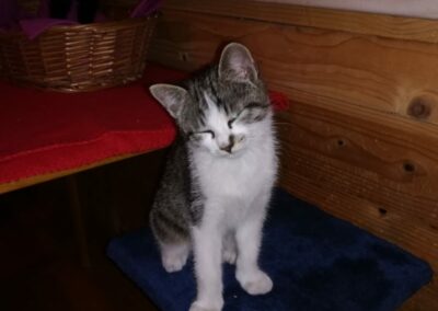 Kater, Angerberg13/07/22