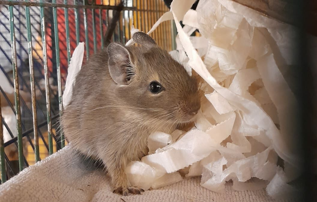 5 junge Degus