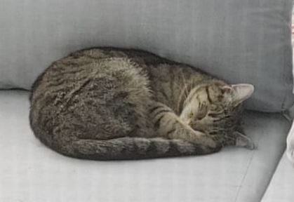 Katze, Reith bei Kitzbühel 07/07/22