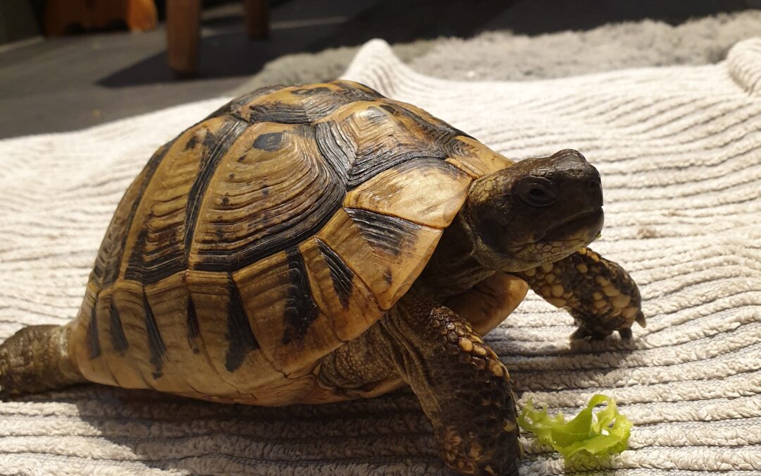 Schildkröte, Innsbruck06/07/22