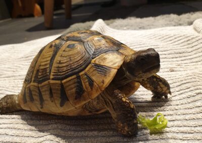 Schildkröte, Innsbruck06/07/22