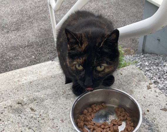 Katze, Kufstein 08/07/22