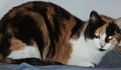 Gipsy, Arzl  08/04/22