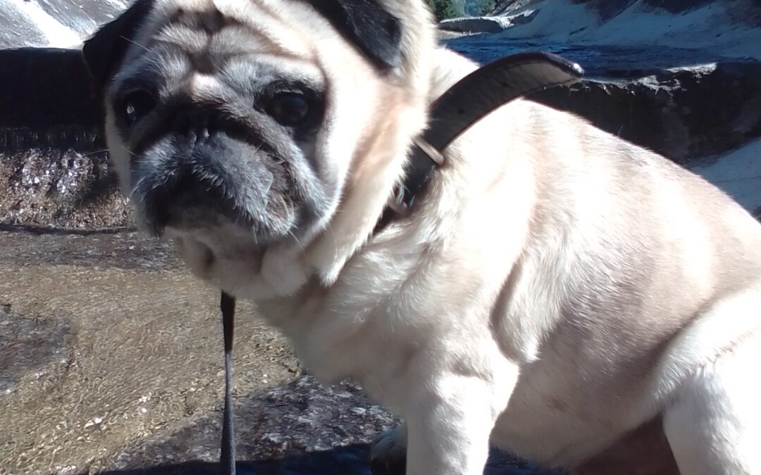 Henry, Pitztal 25/07/22