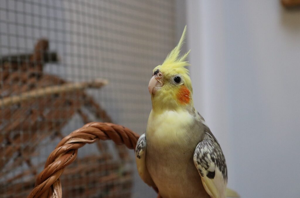 Susi & Weibi