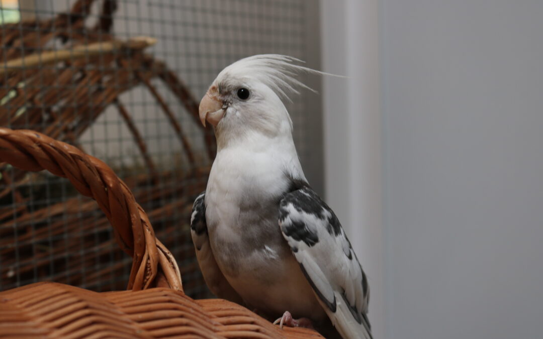 Mogli & Balou