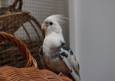 Mogli & Balou