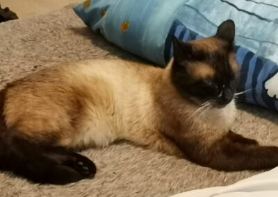 Kater, Innsbruck(07/2022)