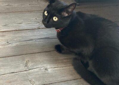 Katze, Innsbruck(07/22)