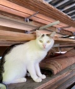 Katze, Kirchbichl04/07/22