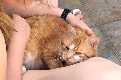 Kater, Kundl27/07/22