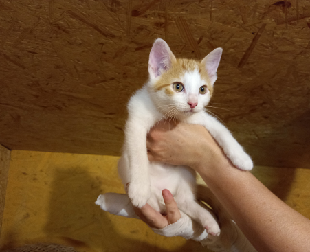 4 Fundkatzen, St. Johann15/07/22