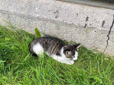 Katze, Waidring11/07/22