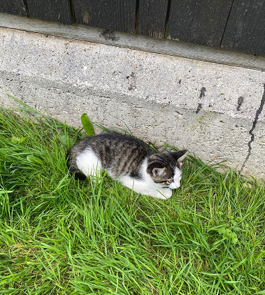 Katze, Waidring11/07/22