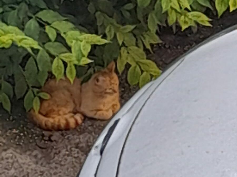 Katze, Wörgl04/07/22