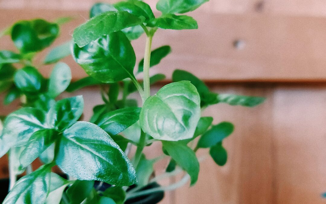 Leckeres Basilikum-Pesto
