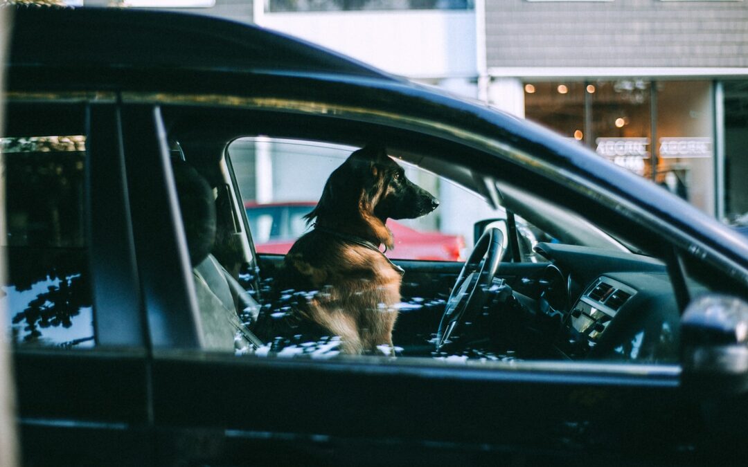 Hund im Auto: Hitzegefahr im Sommer