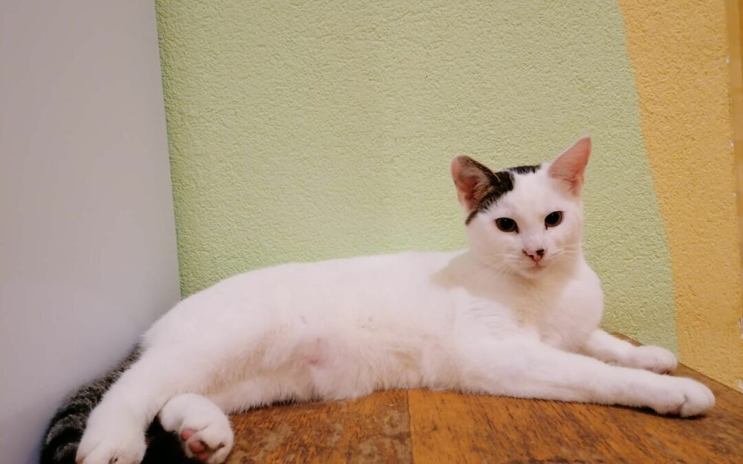 Speedy, Wiesing06/07/22