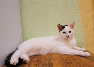 Speedy, Wiesing06/07/22