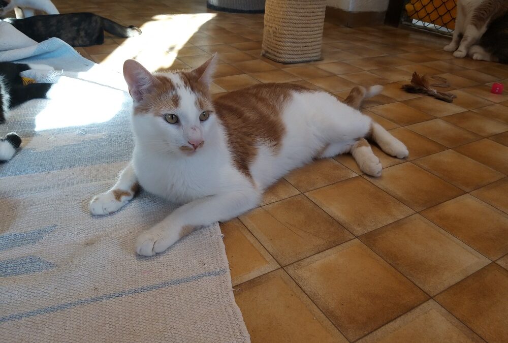 Alberto