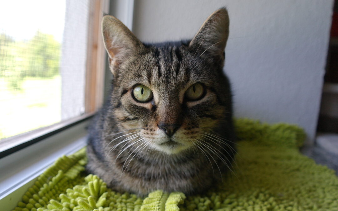 Einar