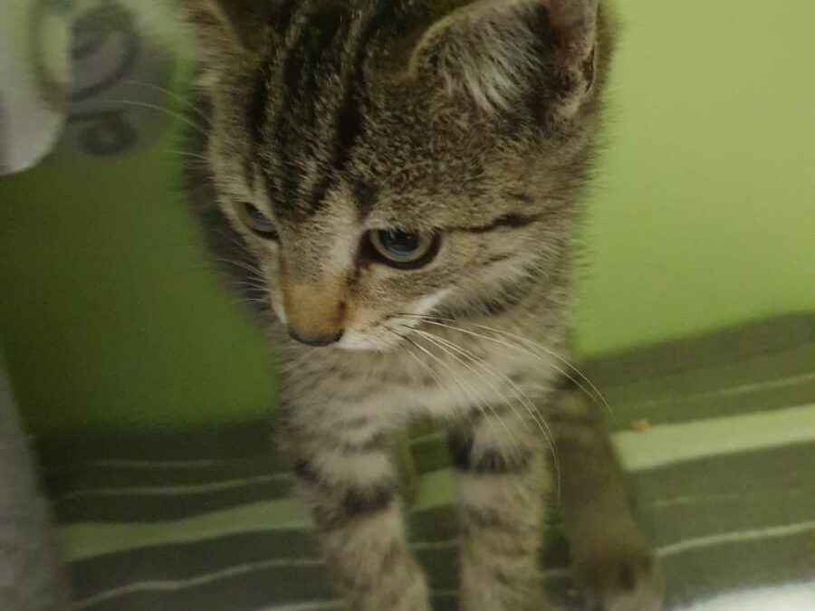 Fundkater, Innsbruck26/08/2022