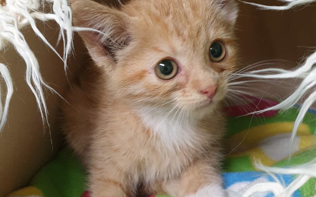 Kater, Oberperfuss31/08/22