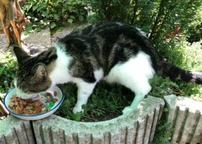 Sichtung Katze, Innsbruck(07/22)