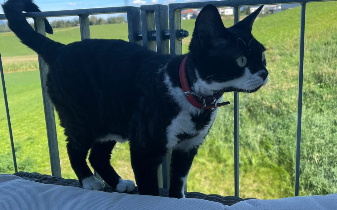 Fundkatze, Kematen24/08/22