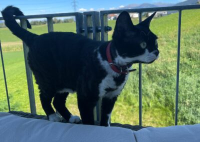 Fundkatze, Kematen24/08/22