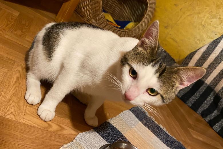 Kater, Kundl(07/22)
