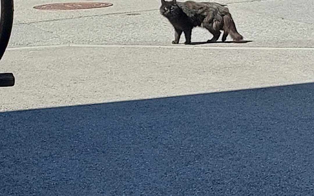 Fundkatze, Oberhofen25/08/2022