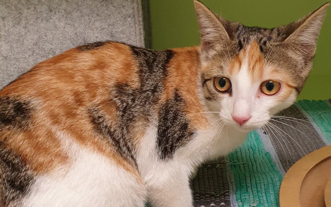 Katze, Innsbruck09/08/22