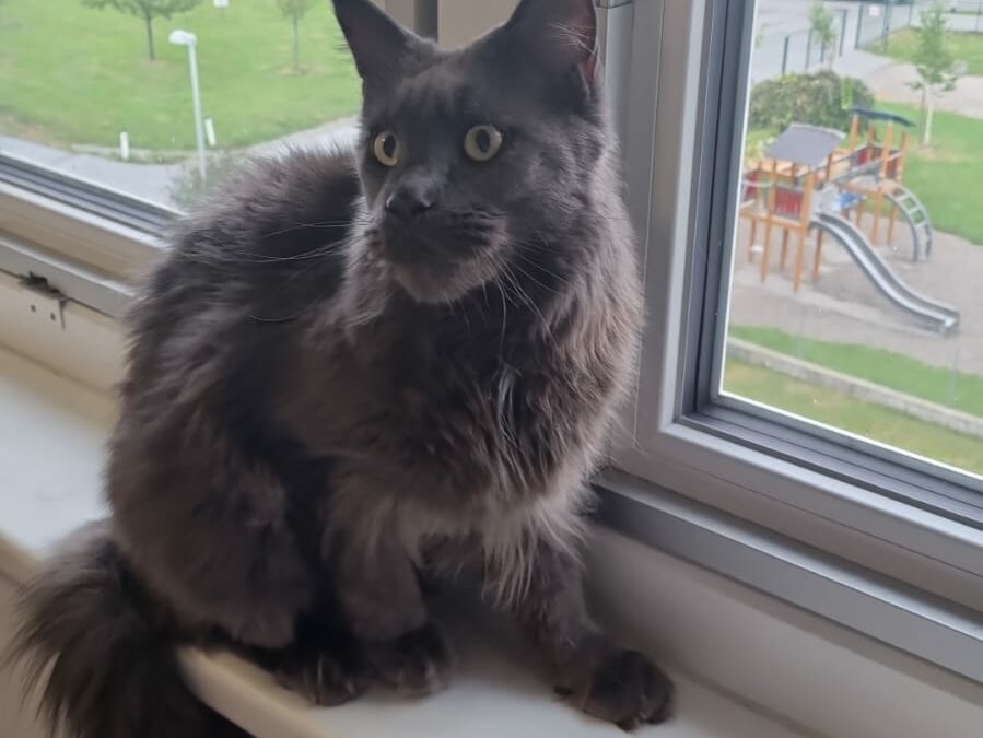 Fundkatze, Wörgl18/08/2022