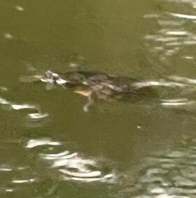 Wasserschildkröte, Gnadenwald 23/08/22