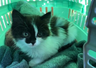 Katze, Kössen25/08/22