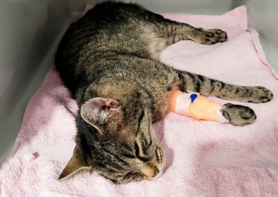 Katze, Kufstein23/08/22
