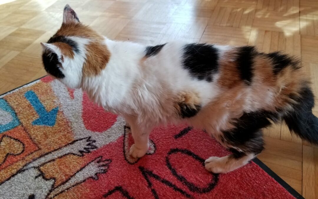 Katze, Schwoich16/08/22