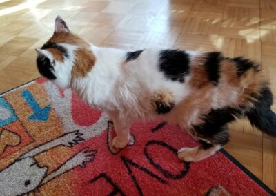 Katze, Schwoich16/08/22