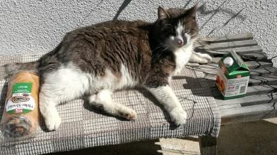 Simba, Reith im Alpbachtal(08/22)