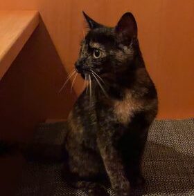 Katze, Telfs22/08/22